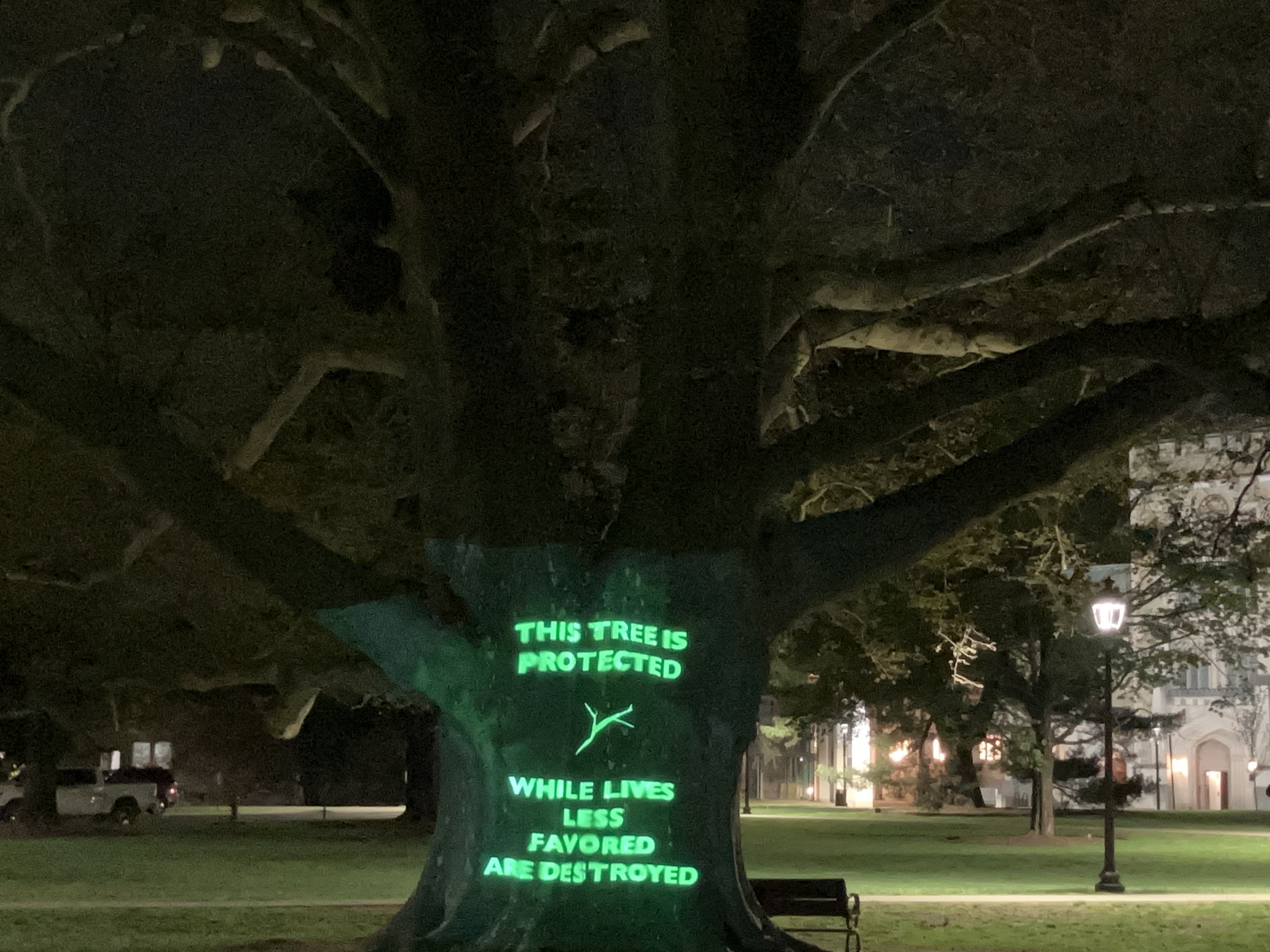 Green text projected on the trunk of a plane tree at night. It reads: This tree is protected / While lives less favored are destroyed.